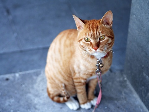 「猫の里親」になるのに必要な驚きの費用とは!?